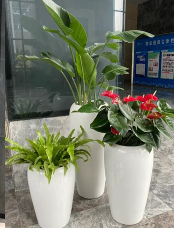 杭州湾花木租摆四大特点，全面解析